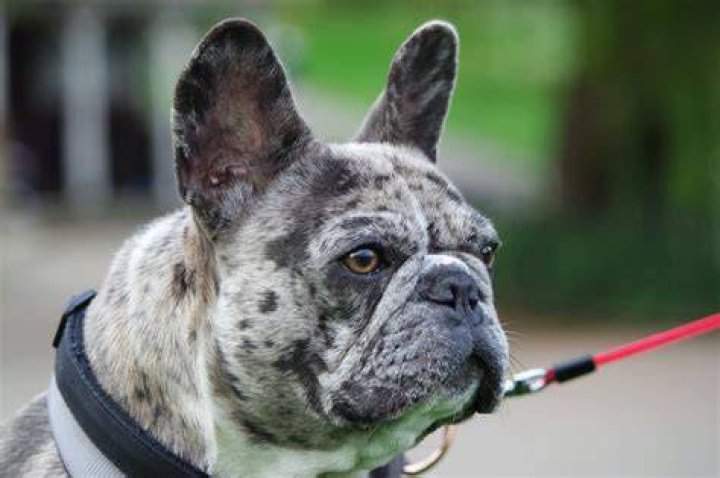 Are Frenchies Smart? – Celebrity