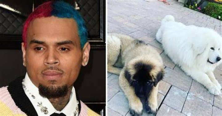 Chris Brown Is Sued By Housekeeper After She Was Allegedly Mauled By Her Dog