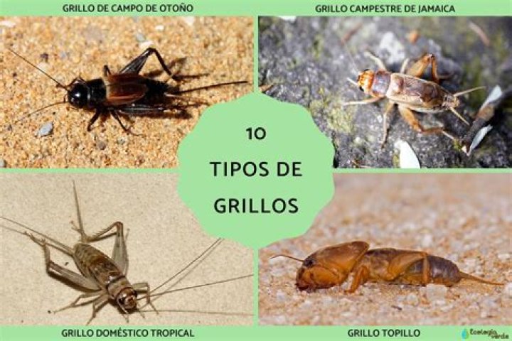 ¿Cuál es el nombre del Grillo de Pinocho? – Celebrity