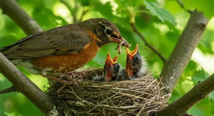 Do mother birds throw babies out of the nest? – Celebrity