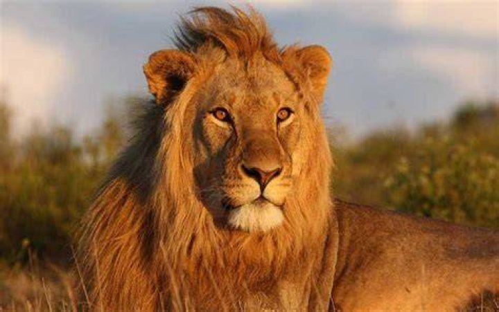 ¿Dónde vive el león y sus características? – Celebrity
