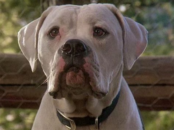 Is chance from Homeward Bound a pitbull? – Celebrity