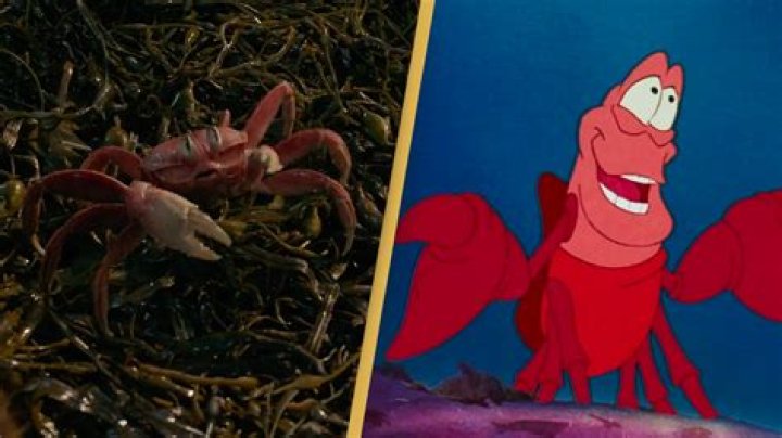 Is Sebastian a crab or lobster? – Celebrity