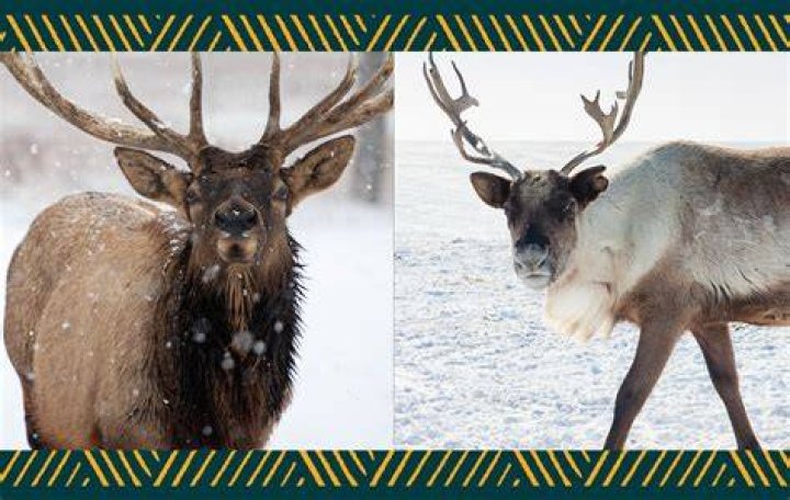 Is Sven a reindeer or elk? – Celebrity
