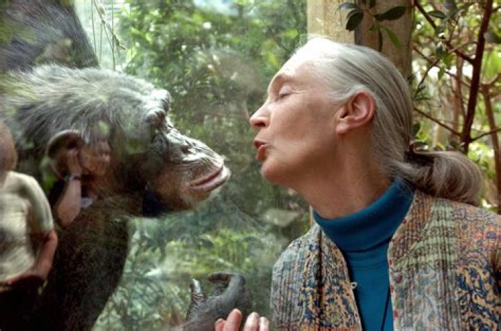 Jane Goodall Biography - Facts, Childhood, Family Life & Achievements