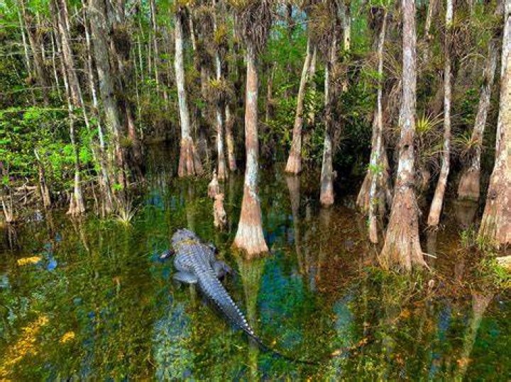 Matt Potocki Found Dead in Gary IN Isolated Swampy Area