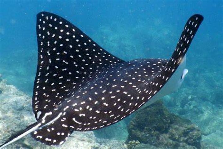 What are Devil Rays? – Celebrity