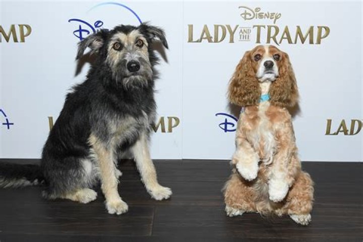 What breed of dog is Jock from Lady and the Tramp? – Celebrity