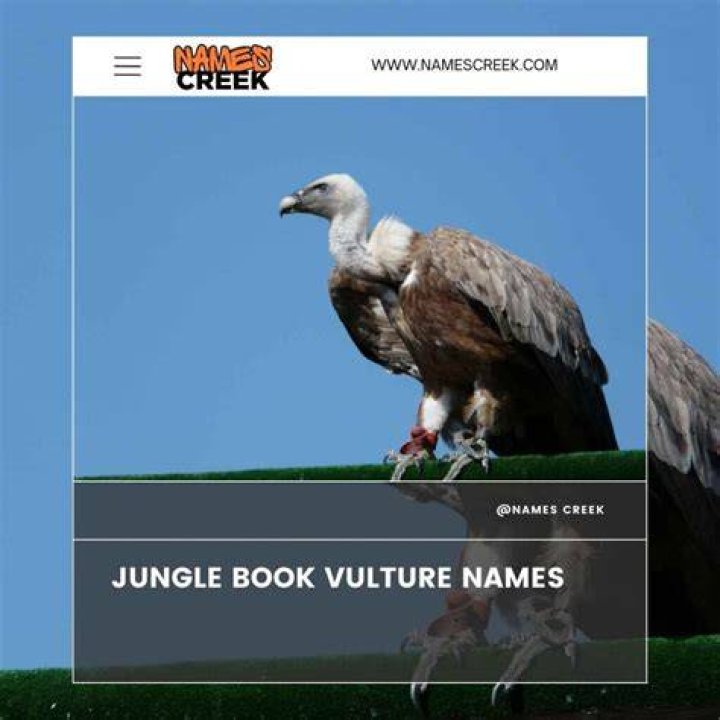What do the vultures say in Jungle Book? – Celebrity