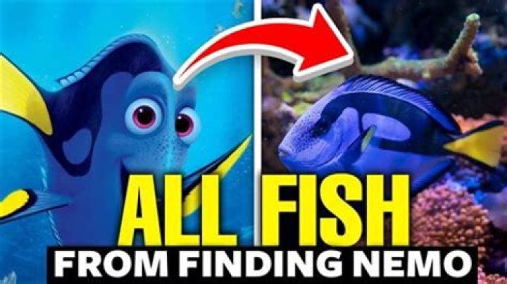 What Does Nemo’S Fin Symbolize? – Celebrity