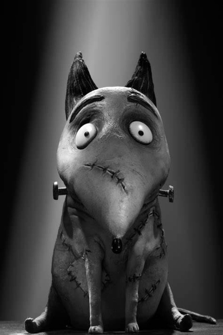 What dog breed is Sparky from Frankenweenie? – Celebrity