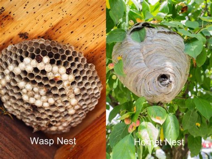 What is hornet nest? – Celebrity