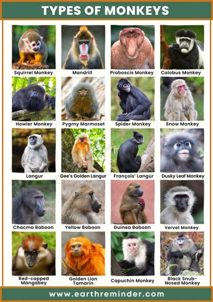 What is the monkeys name in Disney? – Celebrity