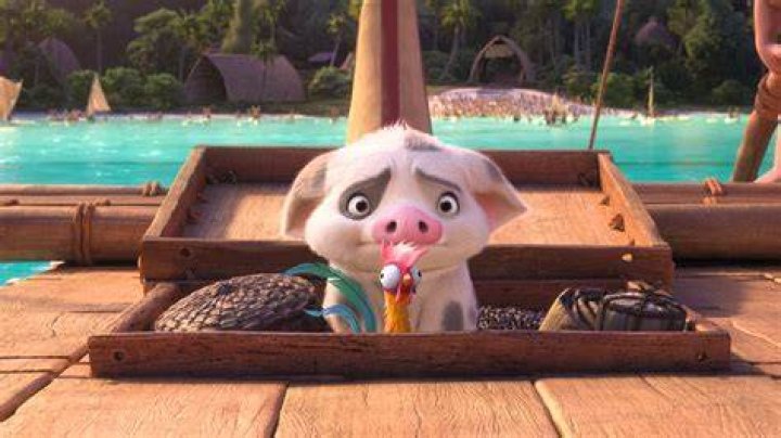 What is the pig from Moana’s name? – Celebrity