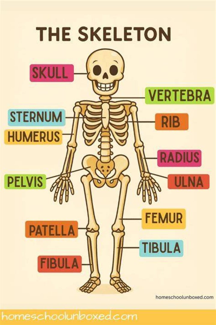 What is the skeleton called in Coco? – Celebrity