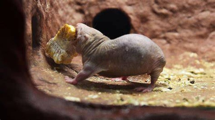 Why was Rufus a naked mole-rat? – Celebrity
